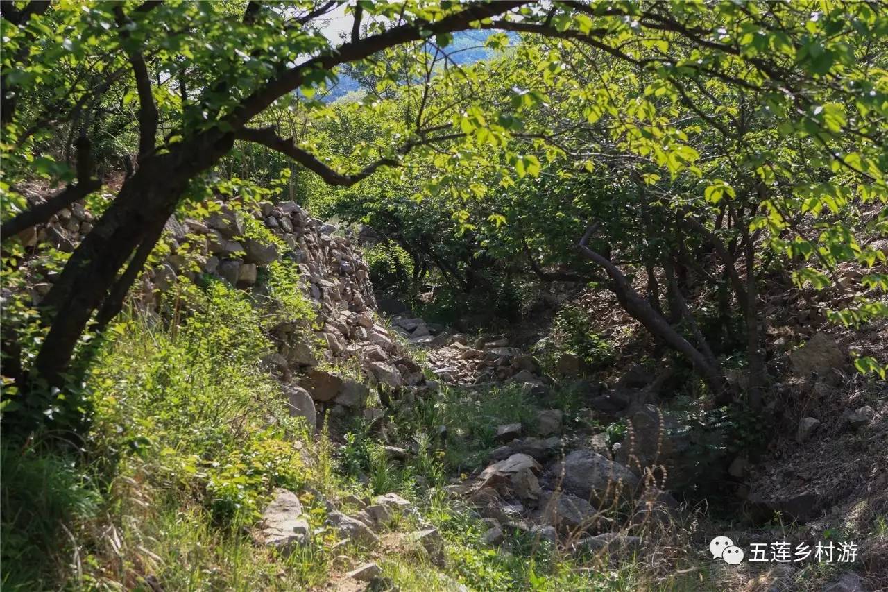 到达大北山村,发现整个小村落完全掩映在绿色之中,分明是一个世外桃园