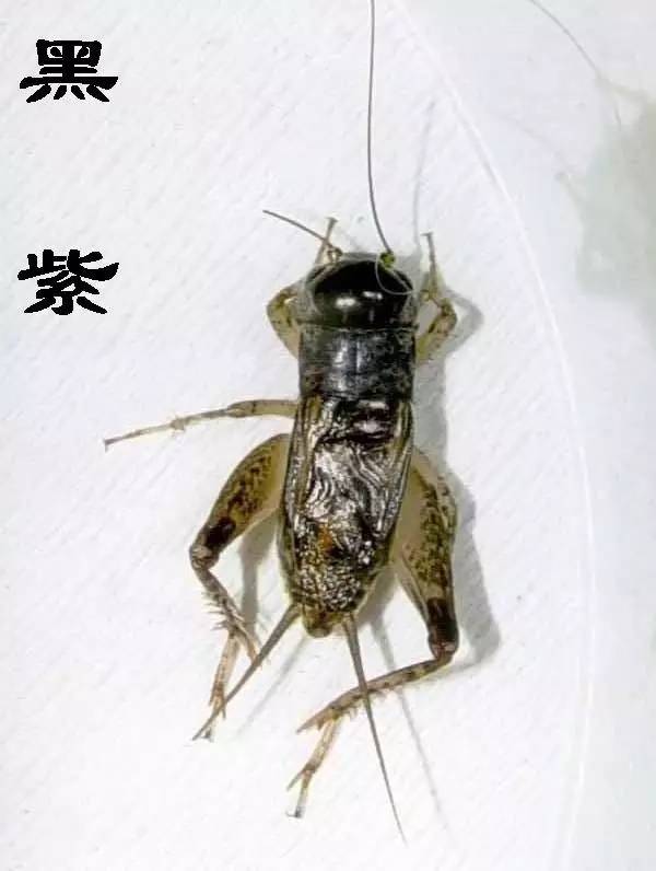 最厉害的蟋蟀虫谱图片