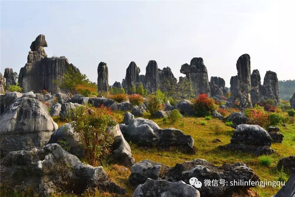 步哨山的早晨(李昆摄 图文发表于"石林风景名胜区管理局"微信公众号