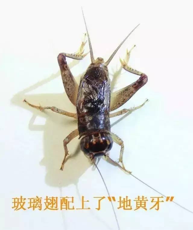 蟋蟀故事忆虫王图片