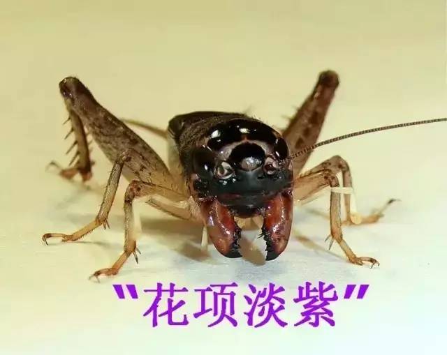 调养功夫都在人虫界传奇人物:劳碌命斗蟋蟀视频