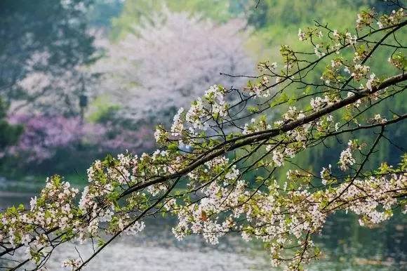 暮春時節,在詩詞中欣賞最美的風景