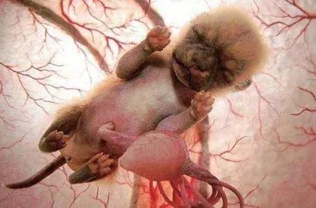 狗狗怀孕35天胎儿图片图片