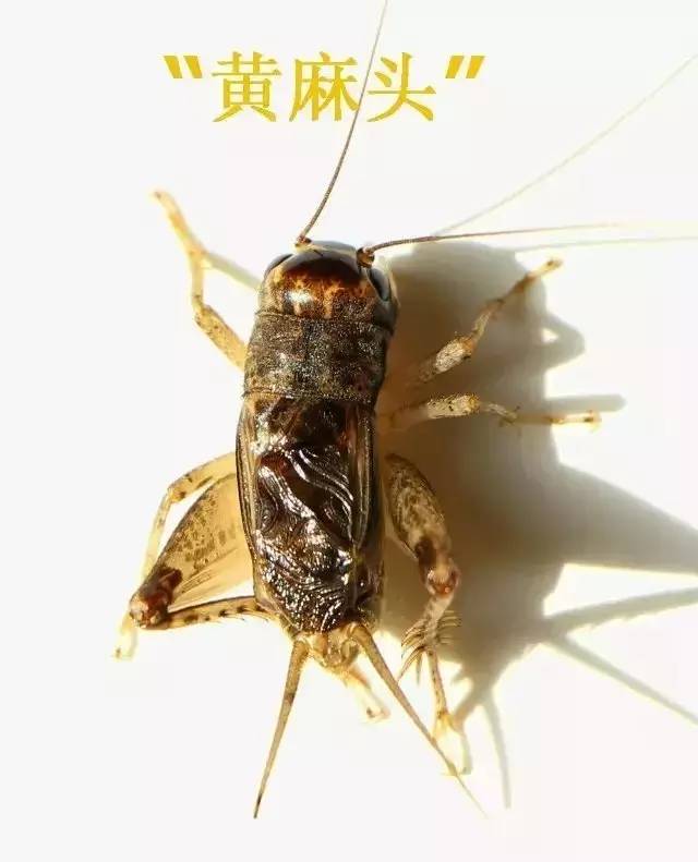 真黄蟋蟀虫王图片