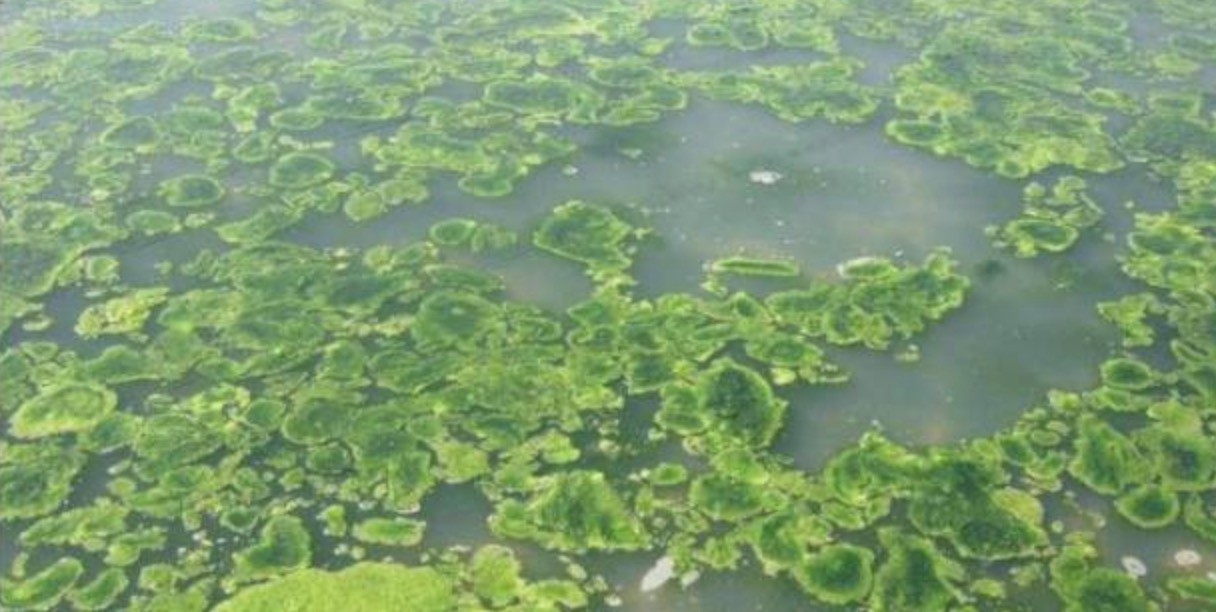 河里泛青苔图片