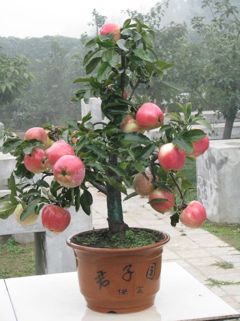 红肉苹果盆栽图片欣赏图片