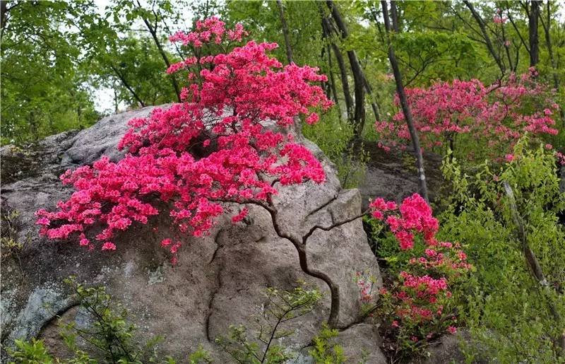 大量收购野生映山红图片