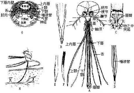 蚊子口器解剖图图片