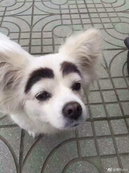 粗眉毛的狗表情包图片