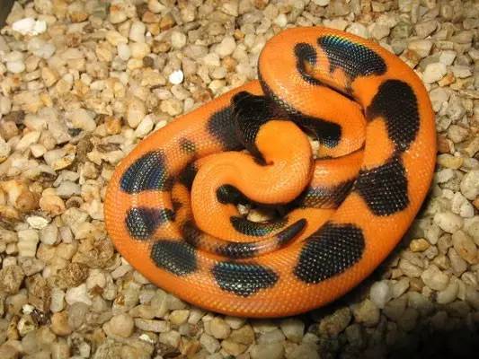全身橙色的蛇图片