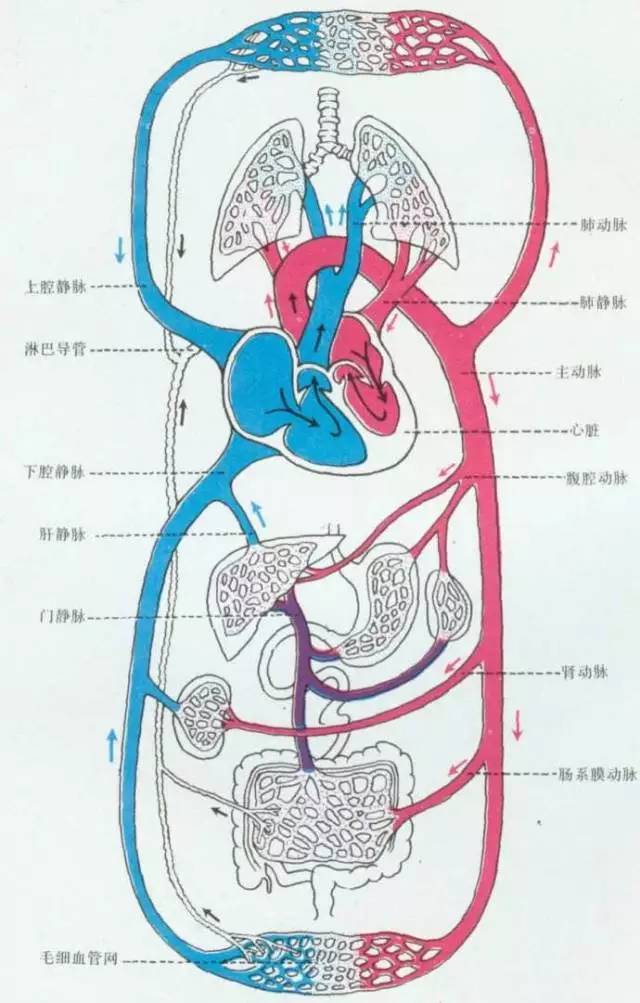 下肢静脉石图片