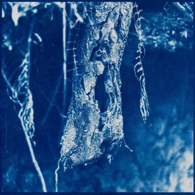 古典摄影工艺:cyanotype 蓝晒印相工艺