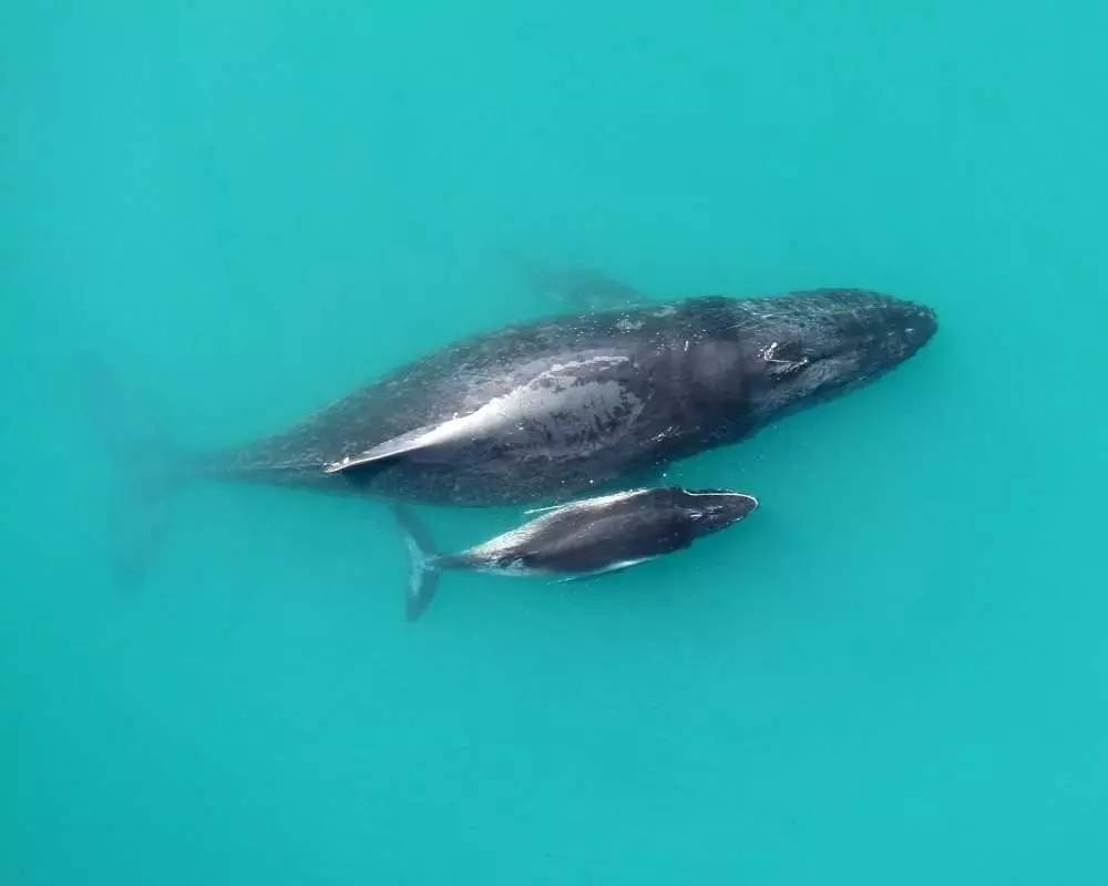 为了不被敌人听到,小鲸鱼会和母亲说悄悄话