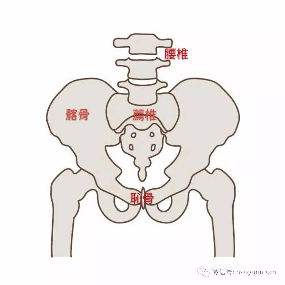 一个盆状,它们分别是后面的荐椎,左右两边的髂骨和前面左右两边的耻骨