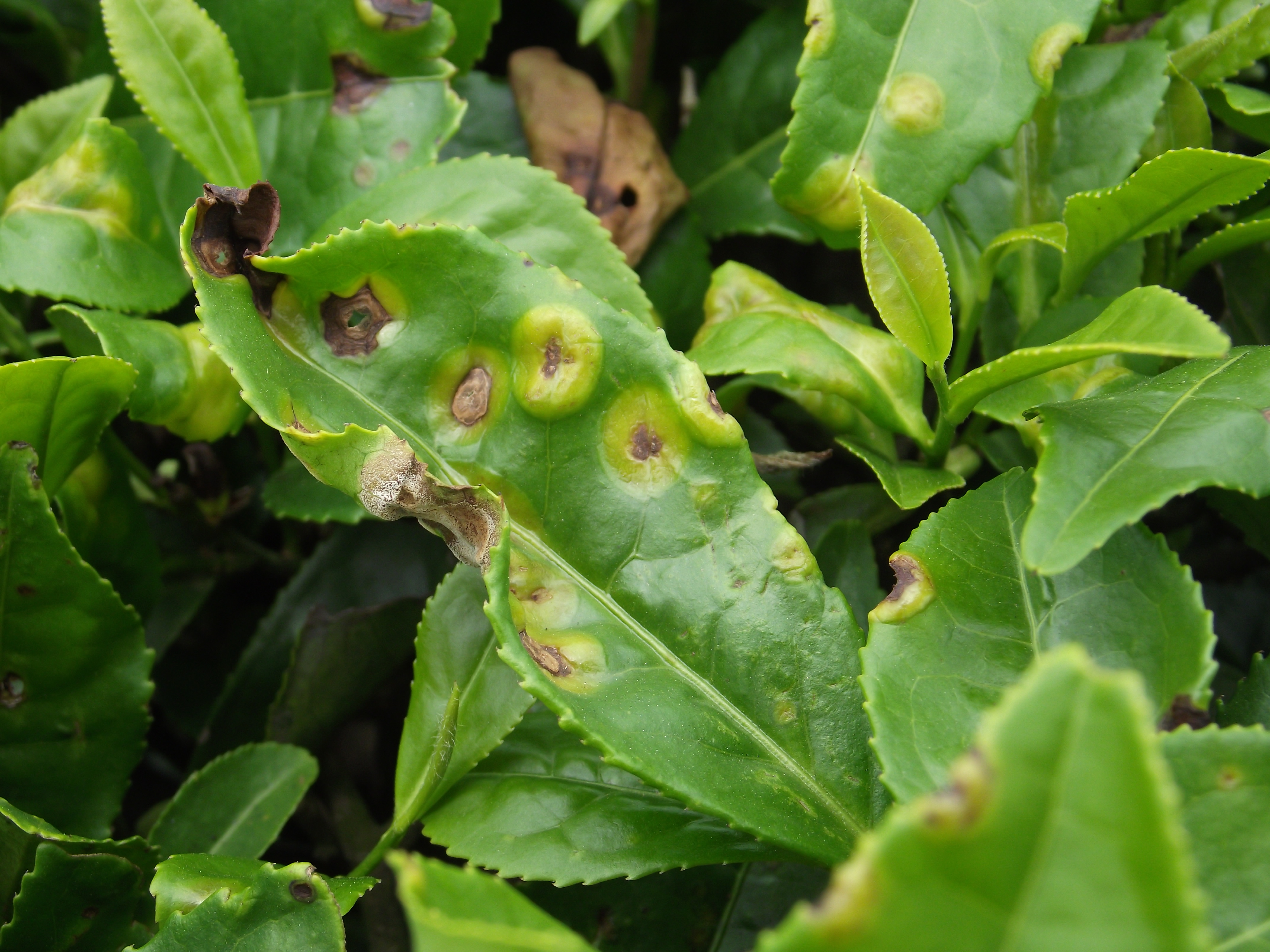 湖北省茶树主要病虫害预测预报2017年第三期