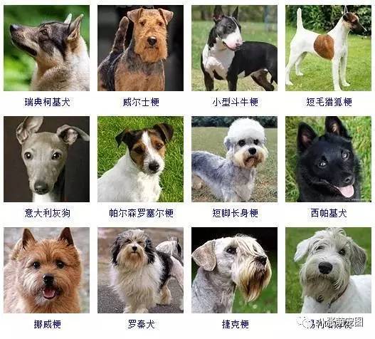 犬类品种大全 中型图片