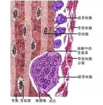 成骨细胞和破骨细胞图片