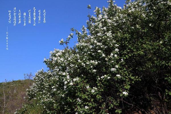 龙柏芽树图片