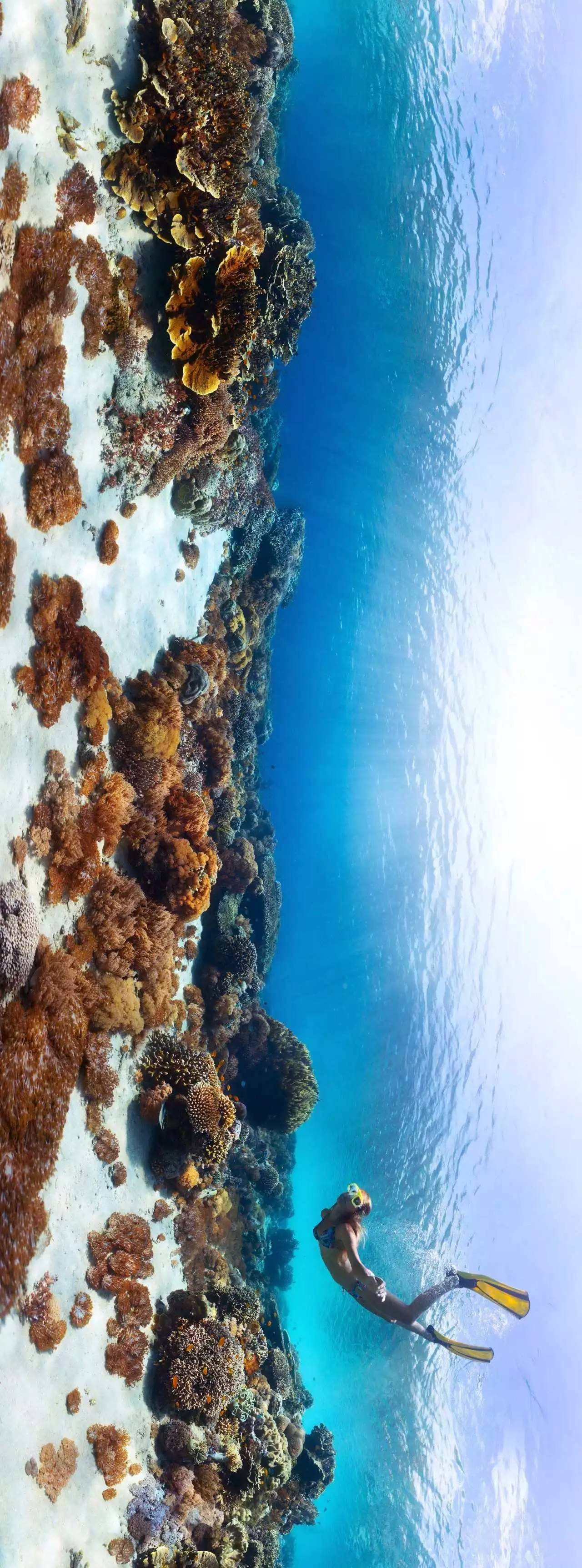 世界各地的潜水爱好者饱览海底胜景透明的海水可以最大限度呈现出珊瑚