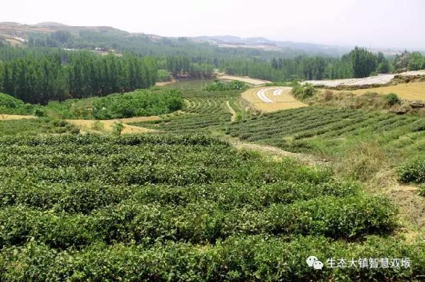 沂南雙堠鎮春茶再獲豐收茶產業助農圓致富夢