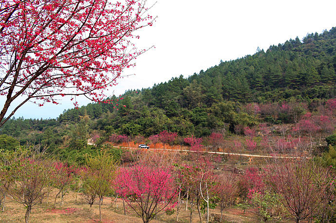 同安樱花谷图片