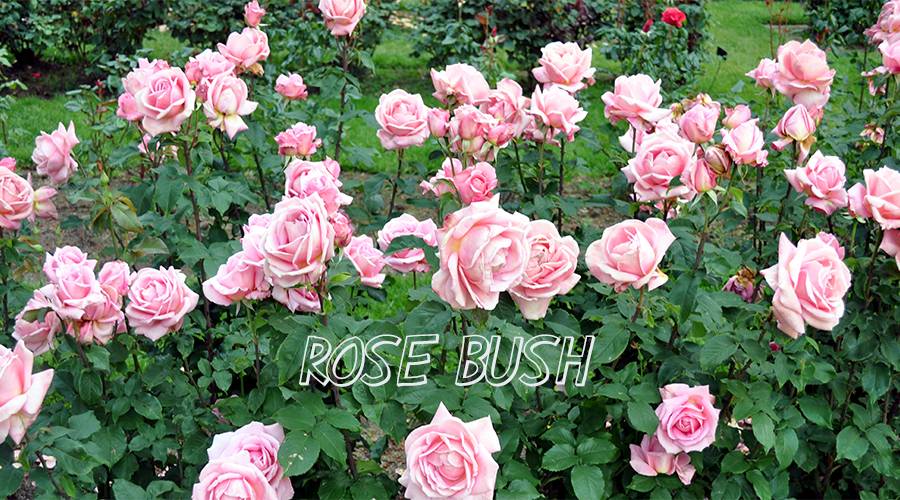 过去分词 bushed现在分词 bushing第三人称单数 bushes过去式 bushed