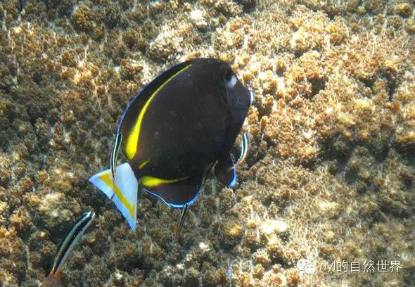 【rlyl物種說】今日--白麵刺尾魚(whitecheek surgeonfish)