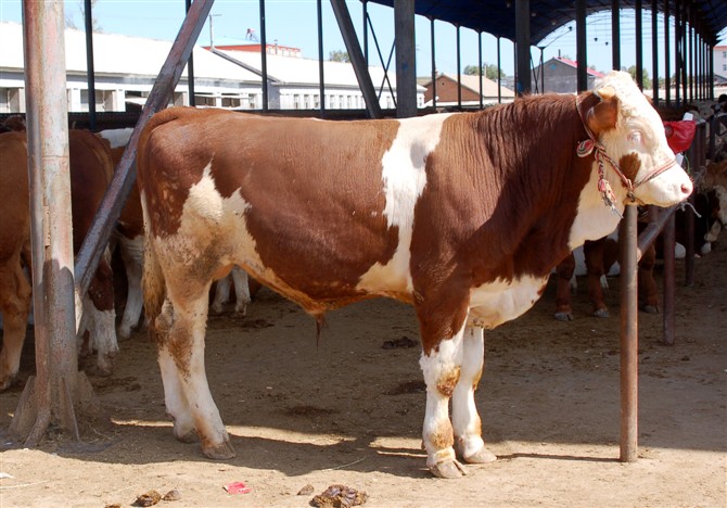 新西兰肉牛品种图片