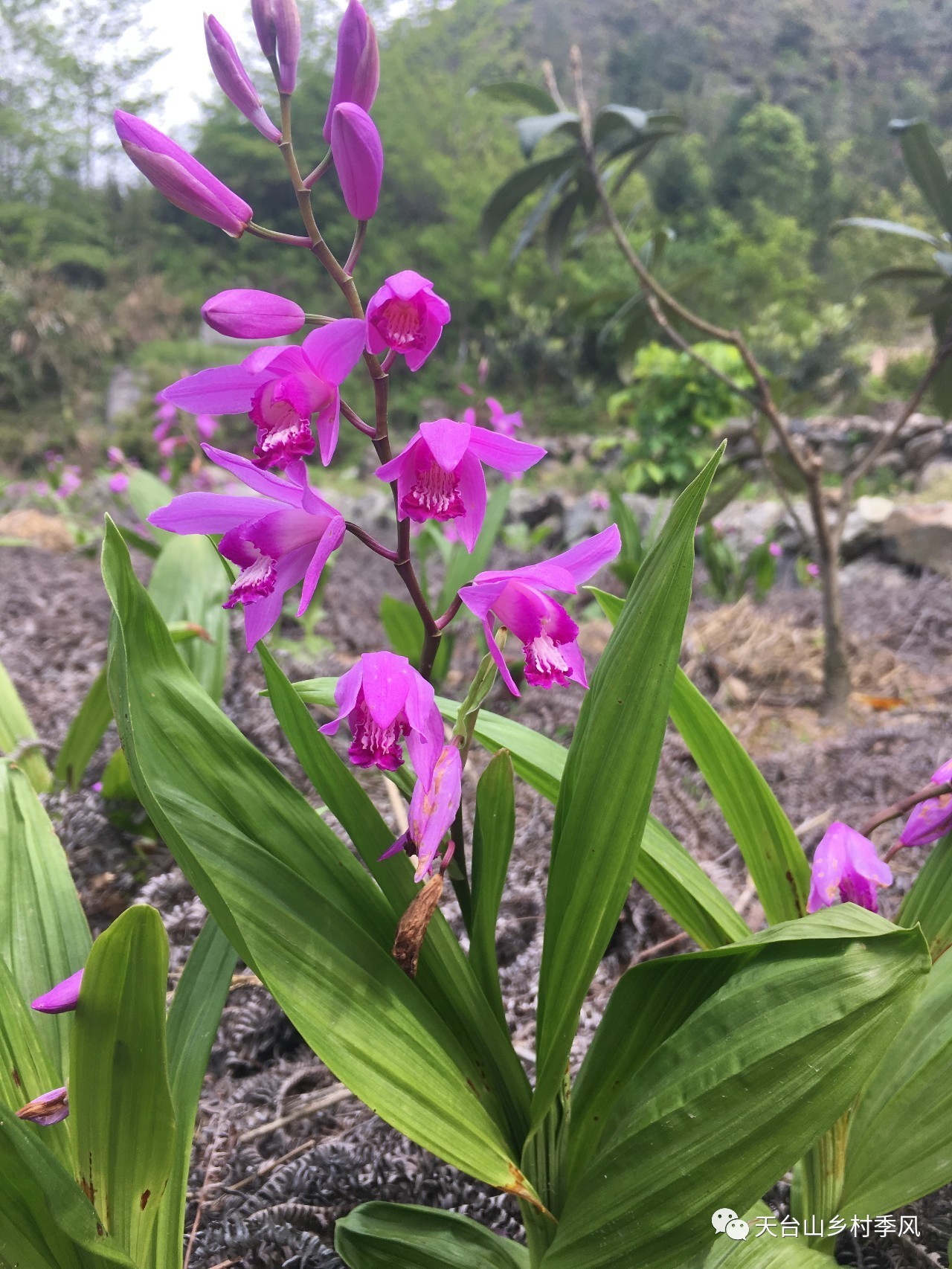 白芨花期图片