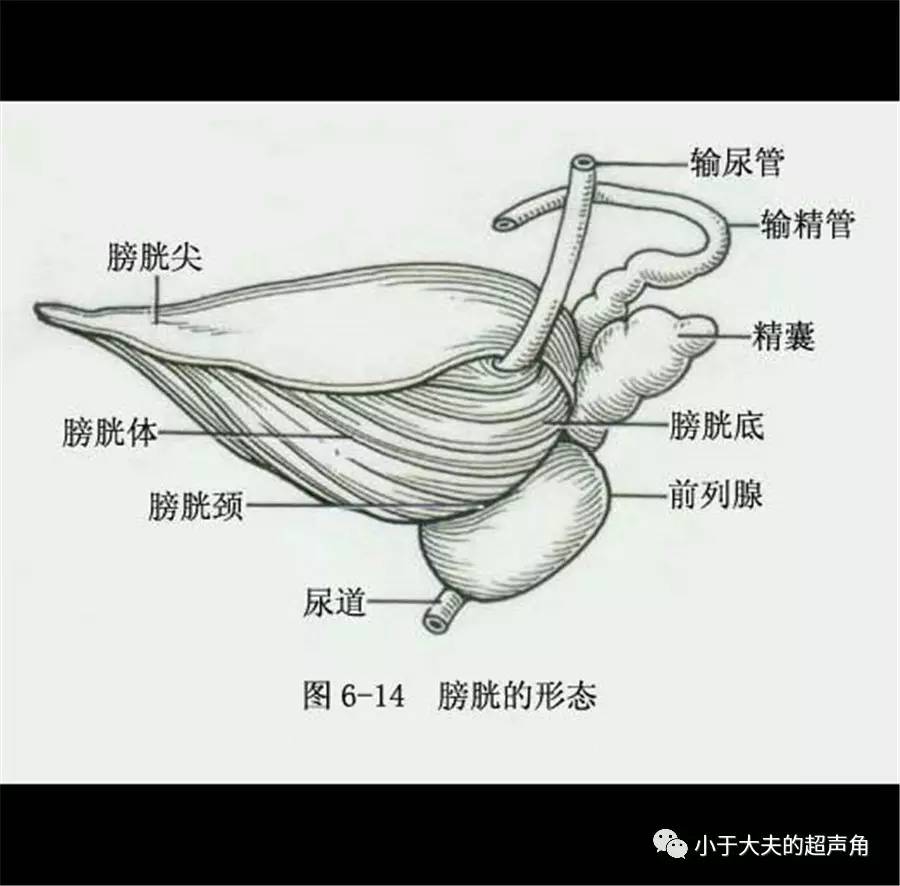 膀胱壁结构图片