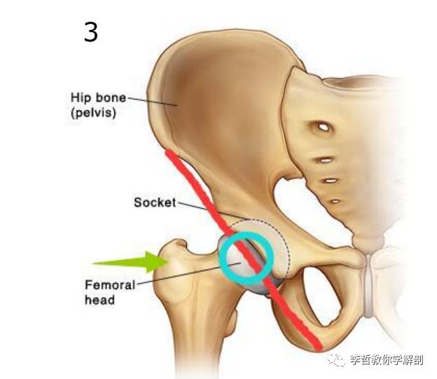 学员精彩笔记21缓解腰痛膝痛要从髋开始详细解读髋的功能解剖学
