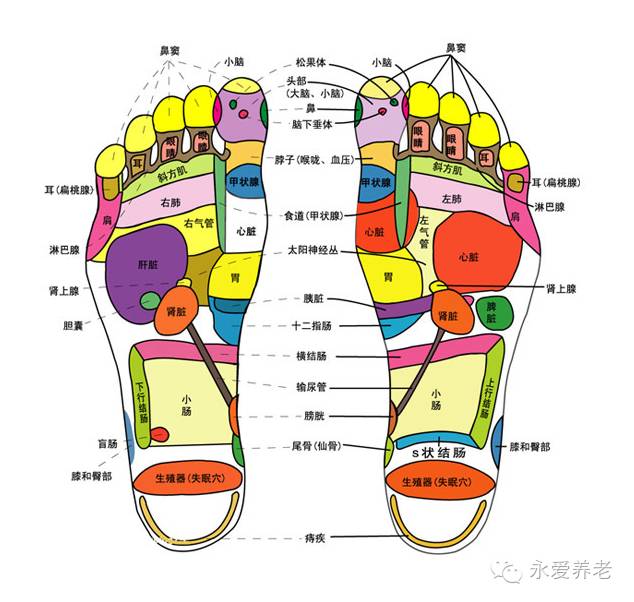 足底肠道反射区图片