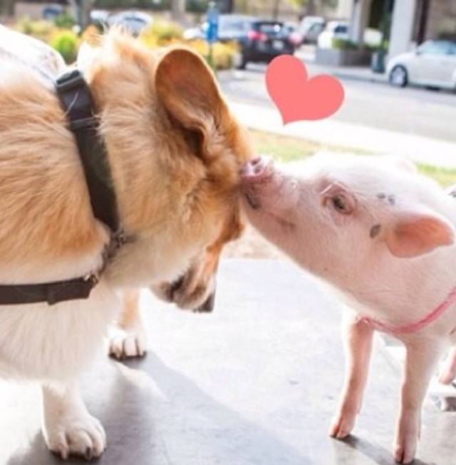狗和猪抱在一起的图片图片