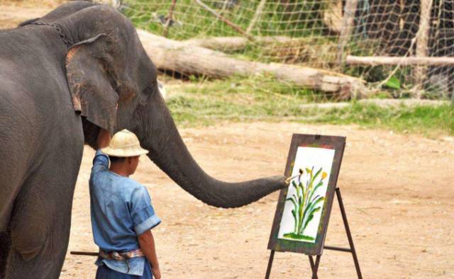 泰国大象画画背后,暗藏的虐待与血腥