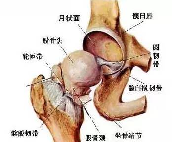 引起髖關節疼痛的原因很多,外傷,髖關節脫位,退行性病變,炎症,腫瘤