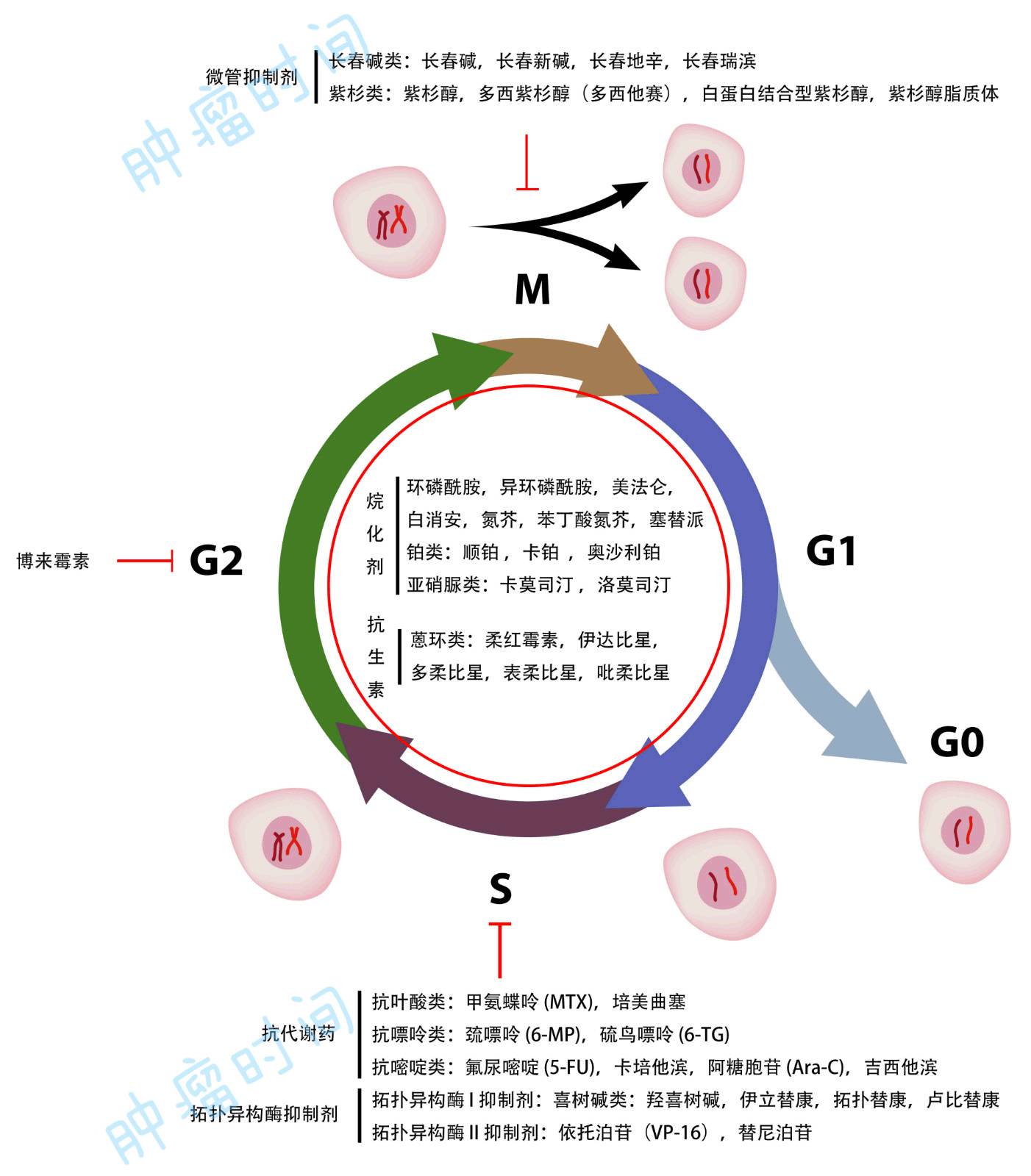 蒽环类药物可以通过多种机制影响细胞周期