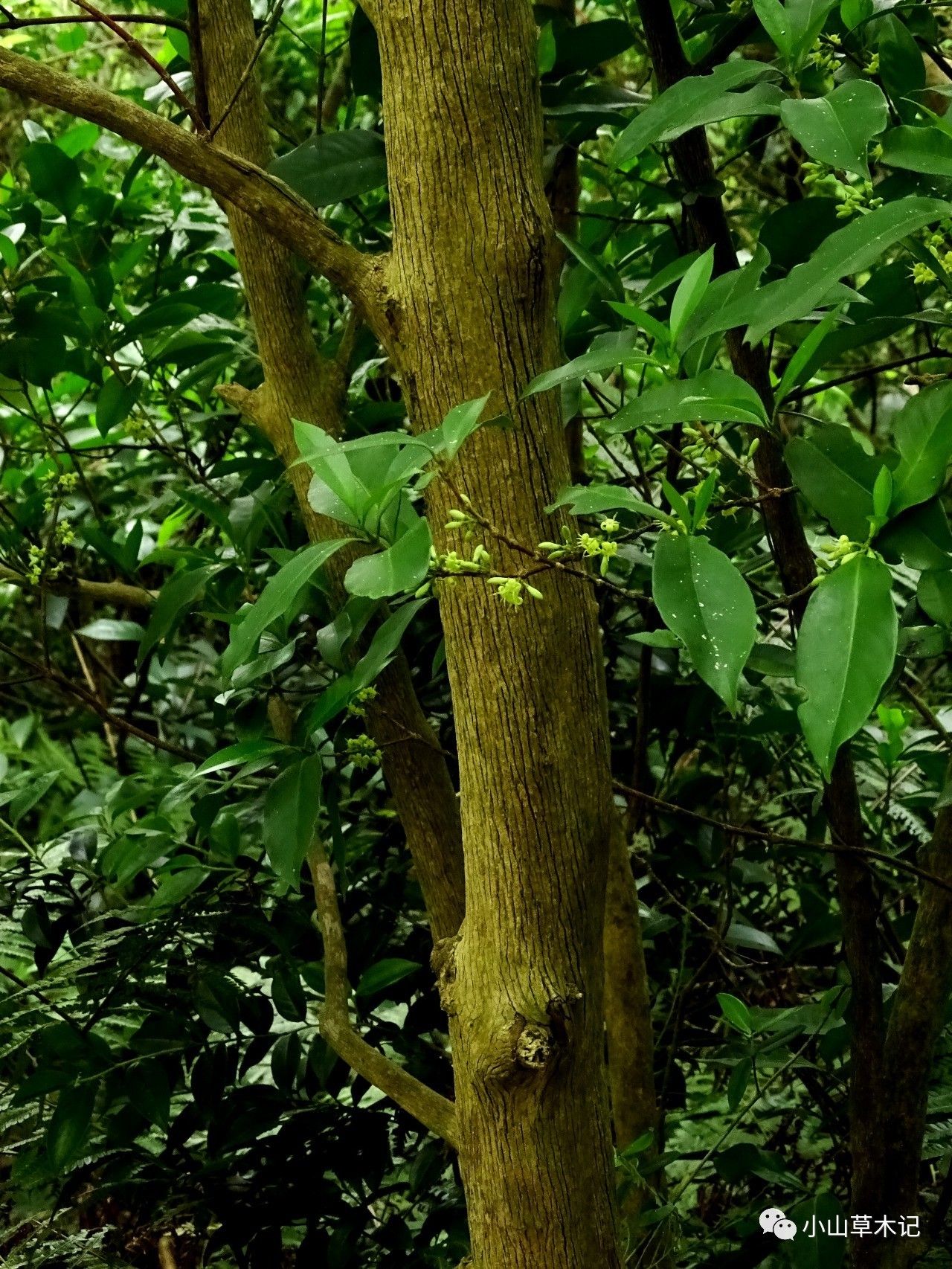 ▼狗骨柴(diplospora dubia,茜草科狗骨柴属)