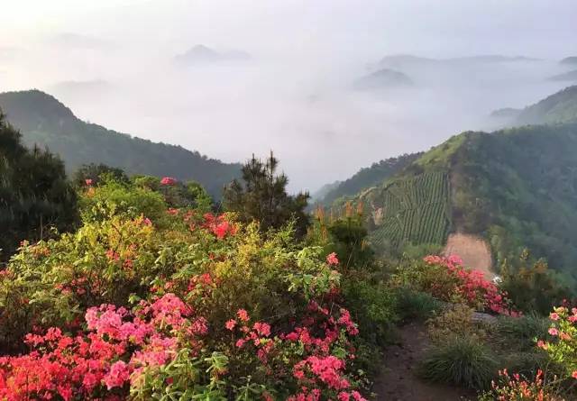 新昌最全赏花地图周末赏花去