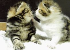 猫咪表情包蹭蹭图片