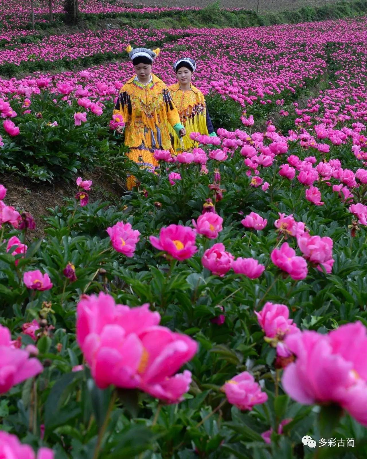 古蔺酒香花谷图片