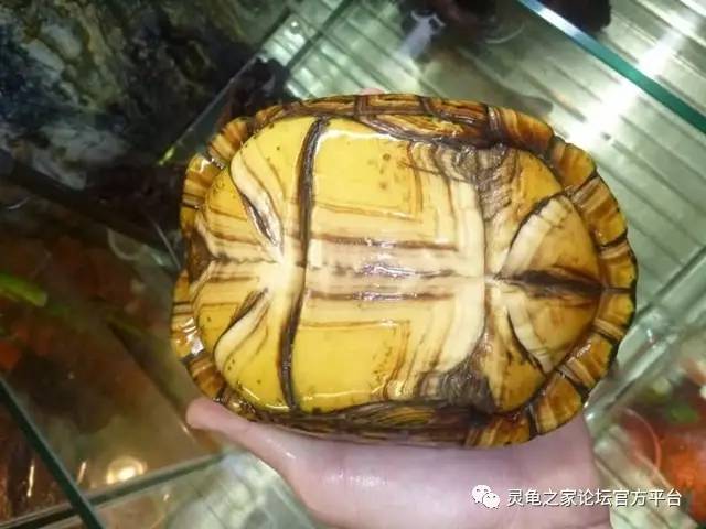 蝎泽龟的4个亚种白喉泥龟与红面泥龟的区分