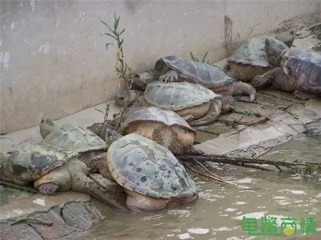 详解鳄龟的立体生态养殖技术