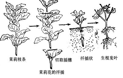 茉莉的繁殖方法图解图片