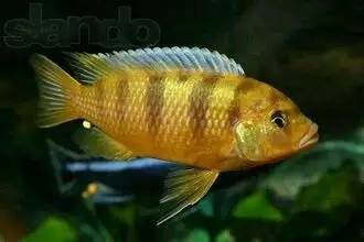 雄鱼发育到一定程度会变橙黄色,需要注意的是斑马雀并不是特蓝斑马