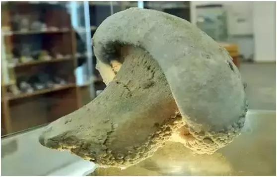 巨型蘑菇化石图片