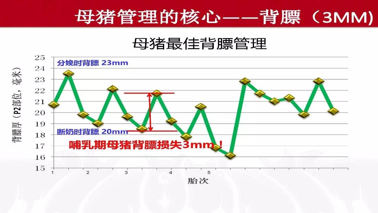 好文共享背膘管理与母猪生产