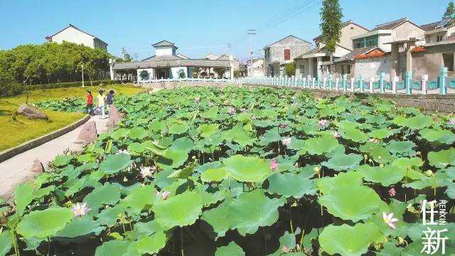 夏天时,村子里的池塘开满荷花