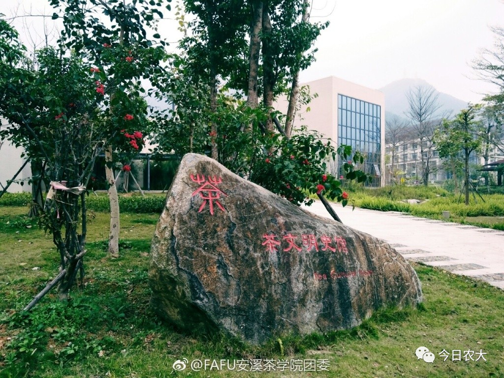 福建农林大学安溪茶学院见闻录学茶到底在学什么