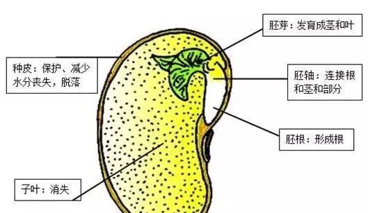 大豆的结构解剖图图片