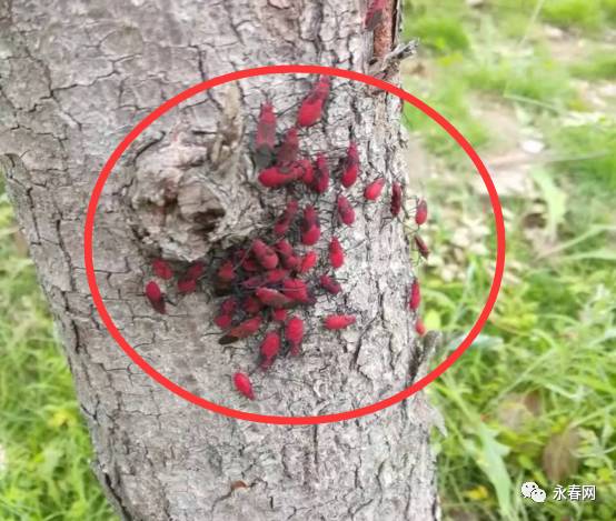 永春这棵树突遭大量红色小虫入侵看了让人浑身起鸡皮疙瘩